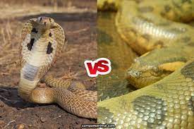 Check spelling or type a new query. King Cobra Vs Anaconda Fight Comparison