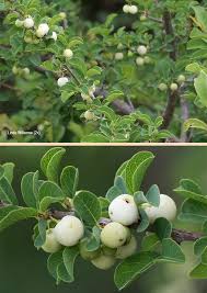 Image result for Flueggea virosa