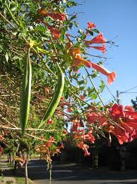 I know that seedpods can be used to start a new trumpet creeper vine, but what if you took the new starting new plants, such as the trumpet vine, from seeds is cheaper than buying a plant from the nursery. Trumpet Vine Simple English Wikipedia The Free Encyclopedia