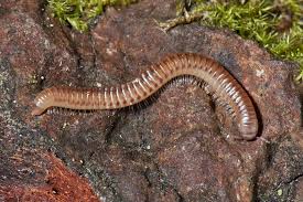 Image result for Cylindropsis