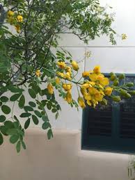 Bird Of Paradise Tree Arizona Yellow Mexican Bird Of Paradise Caesalpinia Mexicana This Is A Mexican Bird Of Paradise A Tough Desert Shrub With Bright Yell Arbol Amarillo Plantas Frores