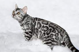 Bengal Cat Gallery Bengal Kitten Tabby Cat Bengal Cat