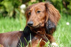 The dog is one of the two common pets in adopt me! Dachshund Names 150 Awesome Wiener Dog Names My Dog S Name