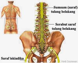 Lalu apa sebenarnya fungsi tulang belakang manusia? 4 Fungsi Sumsum Tulang Belakang Hedi Sasrawan
