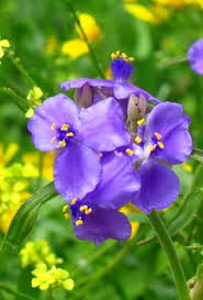 Purple flowers in east texas. 19 East Texas Ideas Plants Wild Edibles Edible Wild Plants