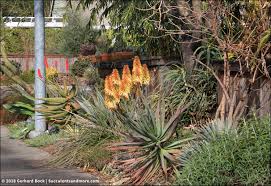 Image result for Aloe excelsa