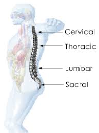 Chiropractor Alpharetta Nerve Chart Alpharetta Chiropractor