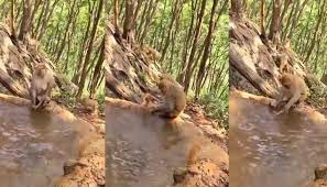 February 2, 2021, 8:20 am. Adorable Video Of Mother Monkey Bathing Her Baby Goes Viral Leaves Netizens In Awe Watch