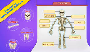 Educational infographic chart for kids, science or language learning. Human Body Parts Preschool Kids Learning For Android Apk Download