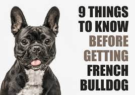 Maybe you would like to learn more about one of these? 9 Things To Know Before Getting A French Bulldog Puppy