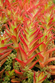 Image result for Crassula alticola