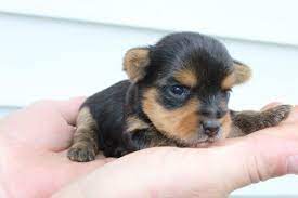 Read veterinarian approved pet care articles on petplace.com. Find Me A Pet Store Near Me Pasteurinstituteindia Com