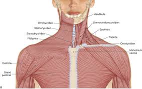 Il s'agit d'un exercice très pratique pour décontracter la zone du cou et notamment le muscle angulaire. 11 Region N 2 Palpation Des Muscles Du Cou Medicine Key