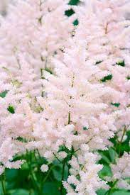 Astilbe Europa Japonica Hybrid Astilbe Japonica Astilbe Shade Flowers