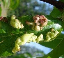 Epingle Sur Jardin