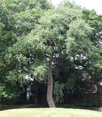 Image result for Pycreus elegantulus