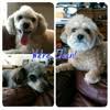 Maybe you would like to learn more about one of these? Best 16 Mobile Pet Grooming In San Antonio Tx With Reviews Yp Com
