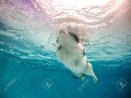 Swimming with my dogs | underwater footage i said no they said go so i went swimming with them.lol i got lots of. Underwater Photo Of Puppy Breed Dog In Outdoor Swimming Pool Stock Photo Picture And Royalty Free Image Image 117468324