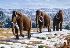 14 Extinct Animals That Could Be Resurrected Prehistoric Animals Wooly Mammoth Mammoth