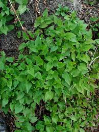 Image result for Fallopia convolvulus