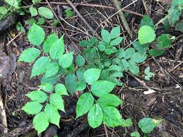 Image result for Pericopsis