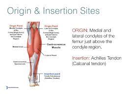 Supracondylar fossa on the caudal femur, attached to the lateral head of the gastrocnemius insertion : Gastrocnemius Muscle Screen 4 On Flowvella Presentation Software For Mac Ipad And Iphone