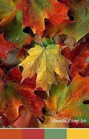 Fall colors, hartsville, maple trees, red maples, south carolina. Beautiful Living Style The Colors Of Autumn Autumn Leaves Fall Pictures Beautiful Fall