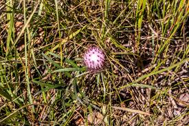 Image result for Dicoma galpinii