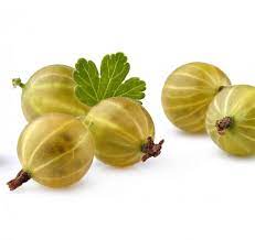 We did not find results for: Gelbe Stachelbeere Goldling Ribes Uva Crispa Artlander Pflanzenhof