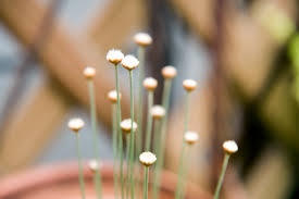 Image result for Syngonanthus