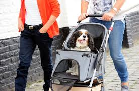 Does My Dog Need a Stroller?