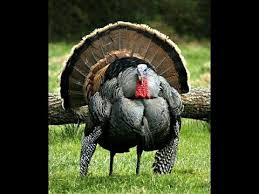 Llego El Pavo Meme Free Fire Youtube Memes Baby Shark Shark