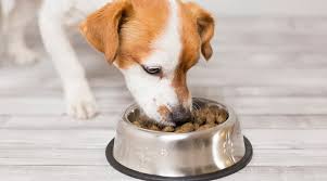 If your veterinarian recommends a therapeutic diet such as purina pro plan veterinary diets introduce the new food over a period of four to seven days slowly increasing the amount of food each day. Purina One Vs Purina Pro Plan What S The Difference