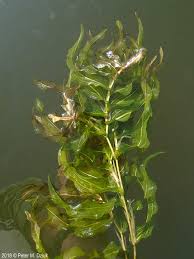 Image result for Potamogeton richardii