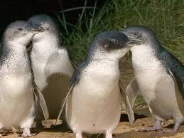 Phillip Island penguins: 11 things to know before you go | escape ...