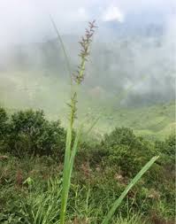 Image result for Scleria rehmannii