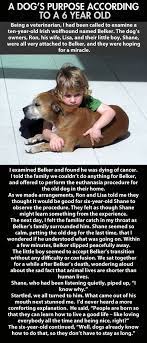 Why Dogs Don T Live As Long As Humans A Dogs Purpose Dog Passing Dog Love
