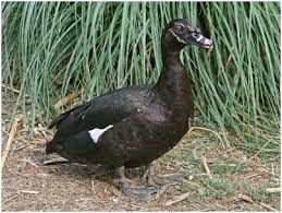 Check spelling or type a new query. Mengenal Entok Dan Taksonominya Spammer