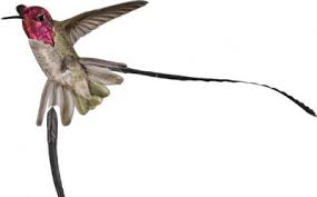 As compared to male birds, females appear dull with comparatively shorter tails. Eurekalert Science News Releases