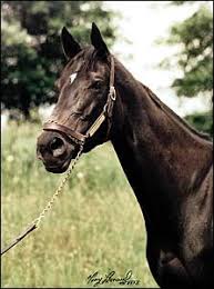 We did not find results for: Silver Starlets Kleofia