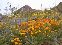 This park in the sonoran desert is the only place in the united states where the organ pipe cactus grows wild. Wildflowers Organ Pipe Cactus National Monument U S National Park Service