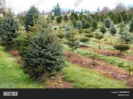 We did not find results for: Young Christmas Trees Image Photo Free Trial Bigstock
