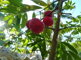 Buah dan biji ciri buah mahkota dewa : Frcyuwcpsbo7cm