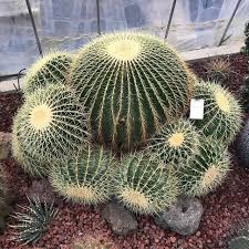 Using a commercial test probe. Home How To Propagate Lavender Succulents Cactus
