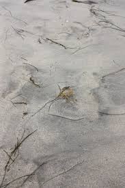 But, if you want to search in salt water and wet sand, such. Beach Metal Detecting Searching For Treasure In The Sand