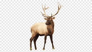 rusa kartun rusa png pngegg rusa kartun rusa png pngegg