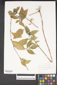 Image result for Justicia buchholzii