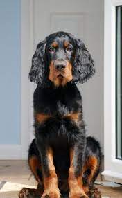 Gordon Setter Setter Puppies Beautiful Dogs Dogs
