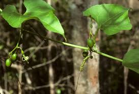 Image result for Cayaponia