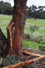 Image result for trees with spiral bark blown off from lightning